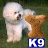 Stud Dogs - Bichon Frise